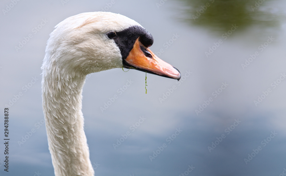Close up of swan head Close up of swan head