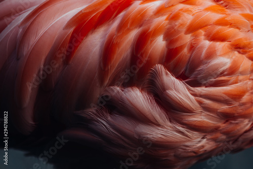 Beautiful close-up of the feathers of a pink flamingo bird. Creative background.