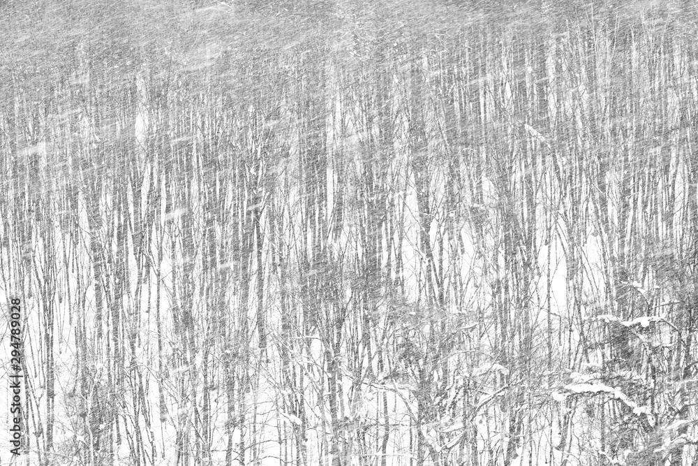 Blizzard in the winter white forest. Blizzard in the winter white forest.