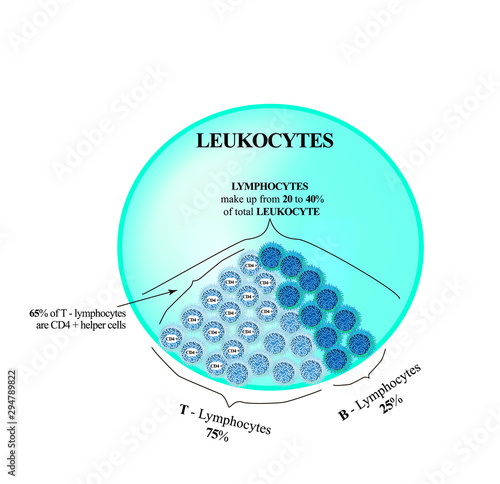 Lymphocytes make up from 20 to 40 percent of the total number of leukocytes. T Lymphocytes and B Lymphocytes. Cell killers. Immunity Helper Cells. Infographics. Vector illustration