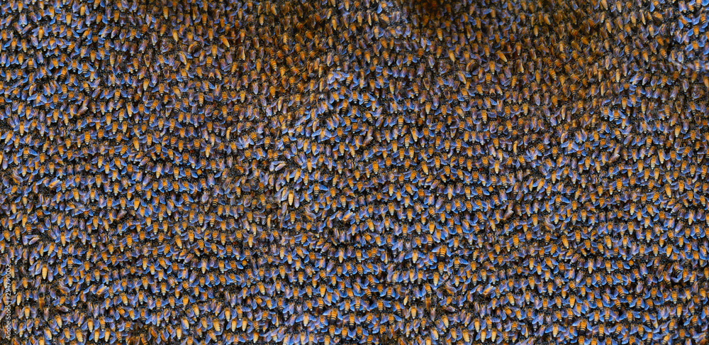 Natural background of many bees. Natural background of many bees.