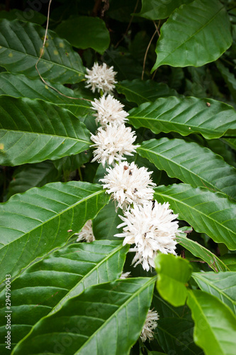 Coffee flowers on plants in Sri Lanka