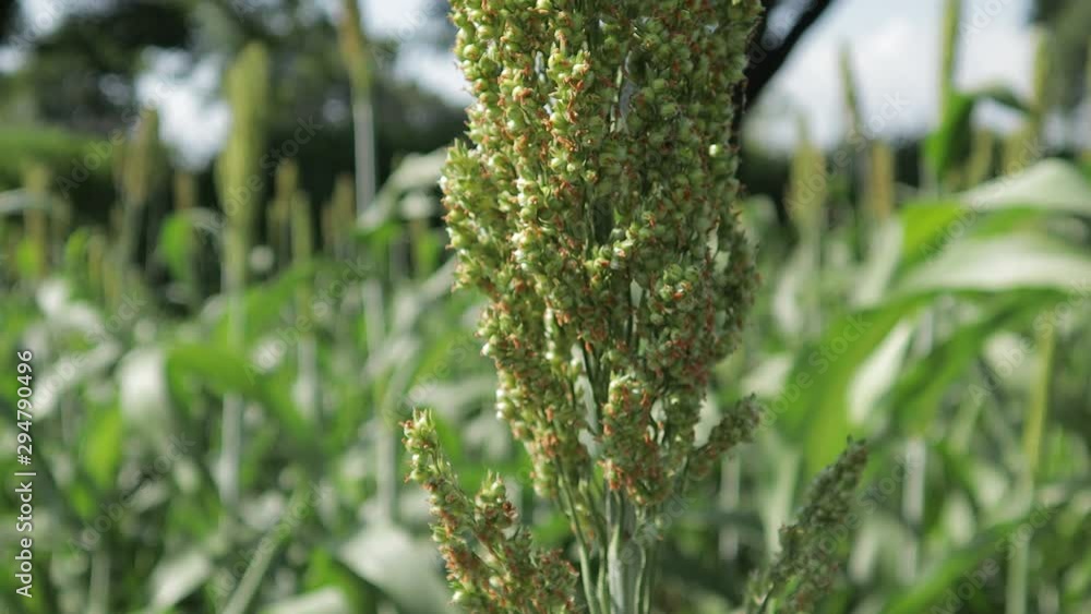 jowar grain field jowar grain field