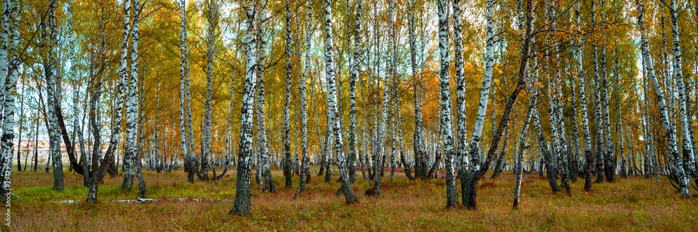 Fototapeta premium Autumn forest trees sunlight view. Autumn birch tree forest. Autumn birch forest background. Autumn sunlight birch forest view.