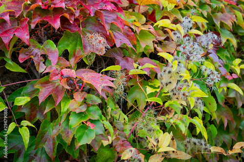 Wilder Wein Im Herbst photo