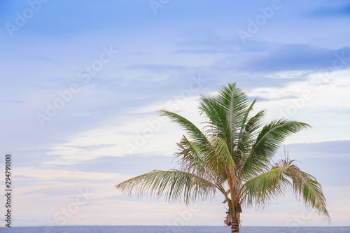 Palm tree or single coconut tree on beautiful blue sky background and space © Amphawan