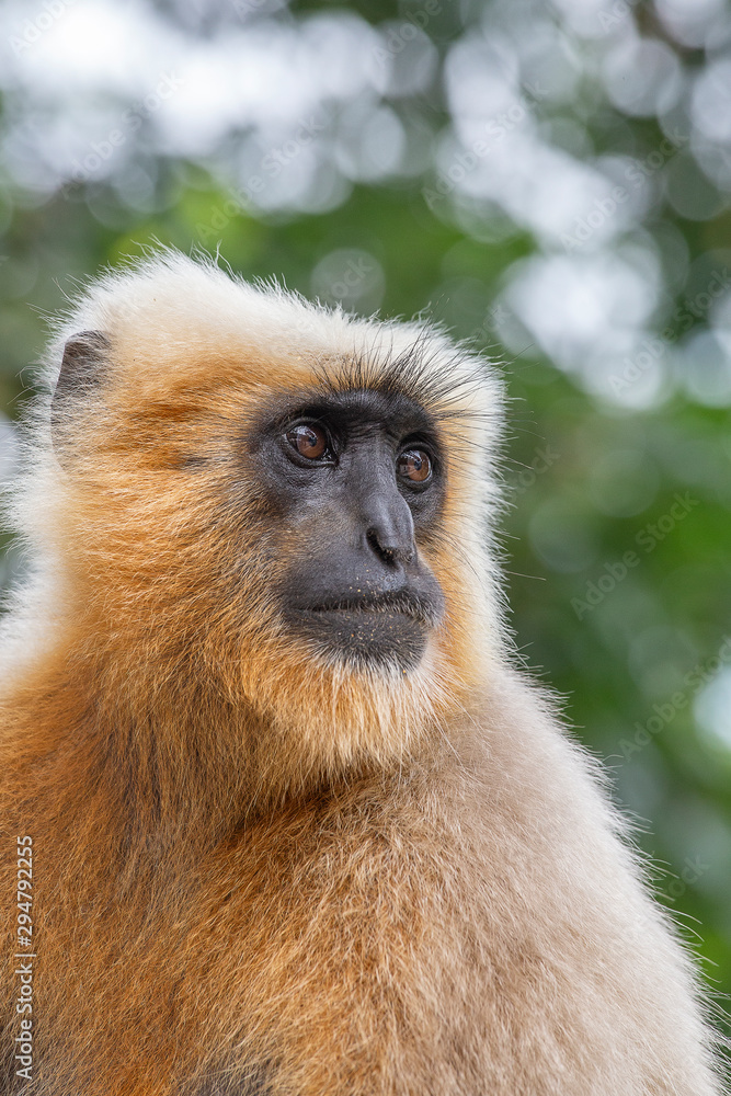 Obraz premium Monkey Langur also known as Hanuman Langur in Rishikesh, India. Close up. Indian langurs are lanky, long-tailed monkeys