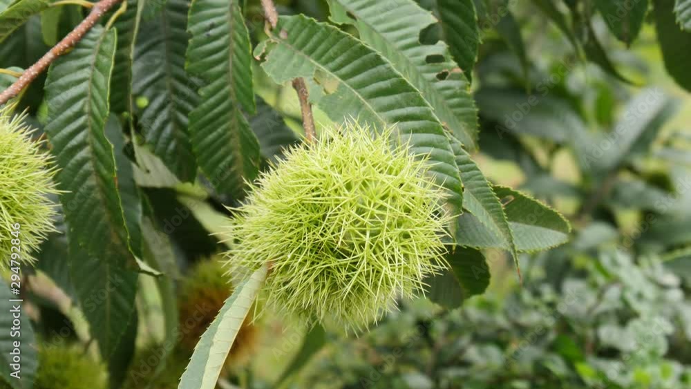 Chestnuts growing on a Chestnut Tree Branch Chestnuts growing on a Chestnut Tree Branch
