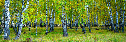 Summer scene in a birch forest lit by the sun. Summer landscape with green birch forest. White birches and green leaves.