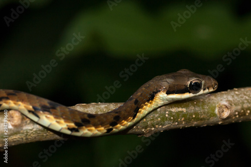 Arboreal snake from Sri Lanka