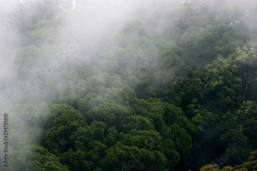 Tropical cloud forest in Sri Lanka