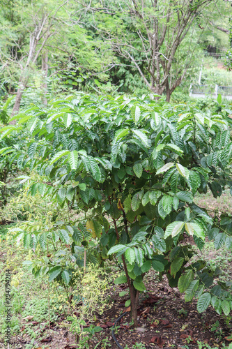 Arabicas Coffee Tree on Coffee tree at Doi Chaang in Thailand, Coffee bean Single origin words class specialty.