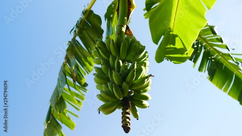 finger banana hanging on banana tree near coastline photo
