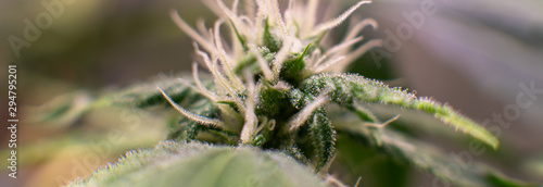 Bilde på lerret healing trichomes in cannabis crystals close-up..