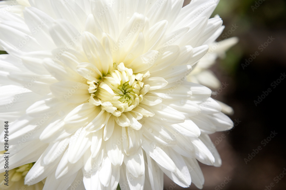 白い菊のアップ