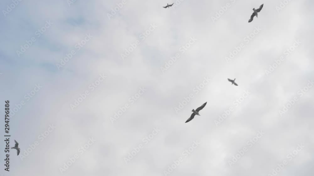 Beautiful flock of seagulls flying overhed of a boat. Group of seagulls on the sky. Beautiful flock of seagulls flying overhed of a boat. Group of seagulls on the sky.