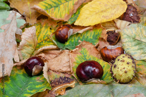 Autumn composition background .  Dried chestnuts fallen on the leaves in the park  . Top view, flat lay.