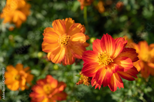 Orange Cosmos flowers in the garden with blur background