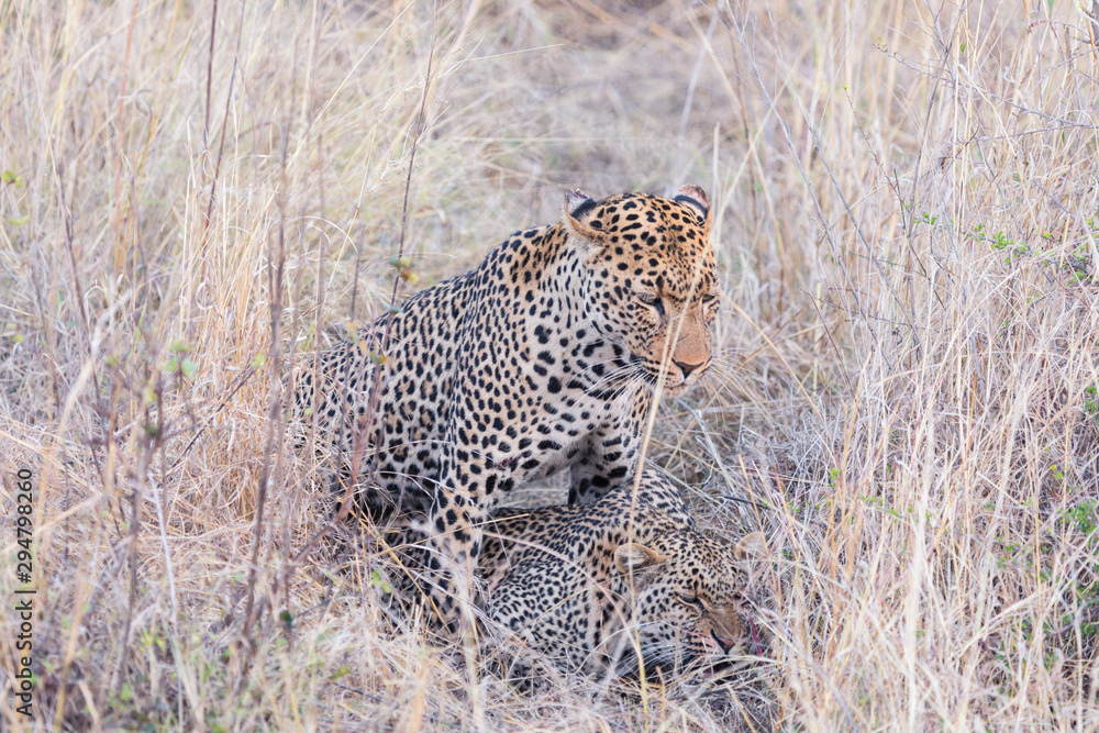 Naklejka premium African wildlife