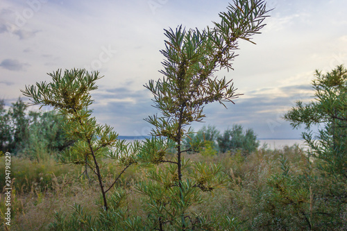 sea buckthorn bushes