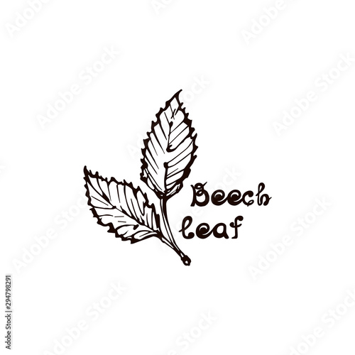 Hand Drawn Beech Leaves with Handwritten Text