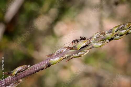 Ant on wild asparagus close up © juancajuarez