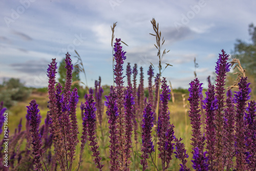 sage flowers