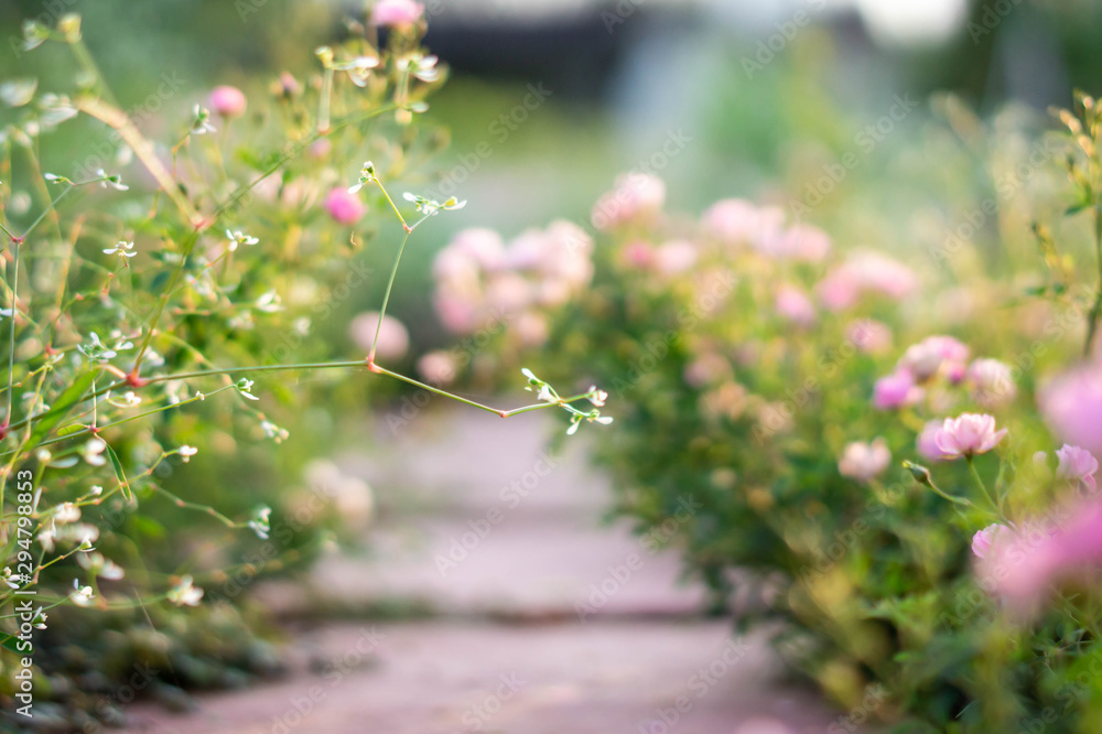 Pink roses garden with blur background Pink roses garden with blur background