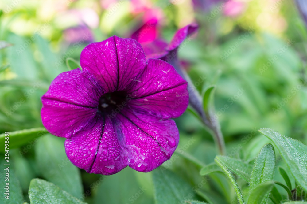 Purple Petunia flowers in the garden