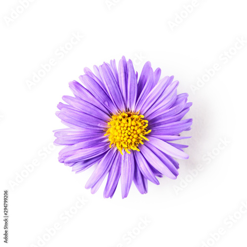 Blue aster flower cutout.