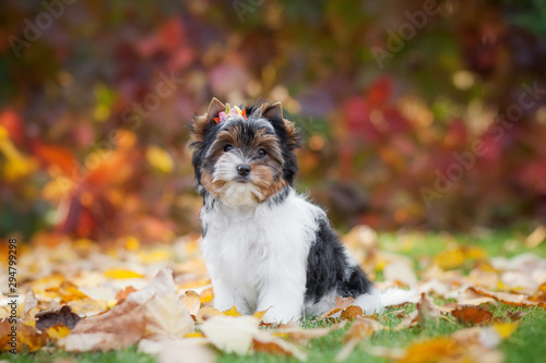 dog yorkshire terrier puppy