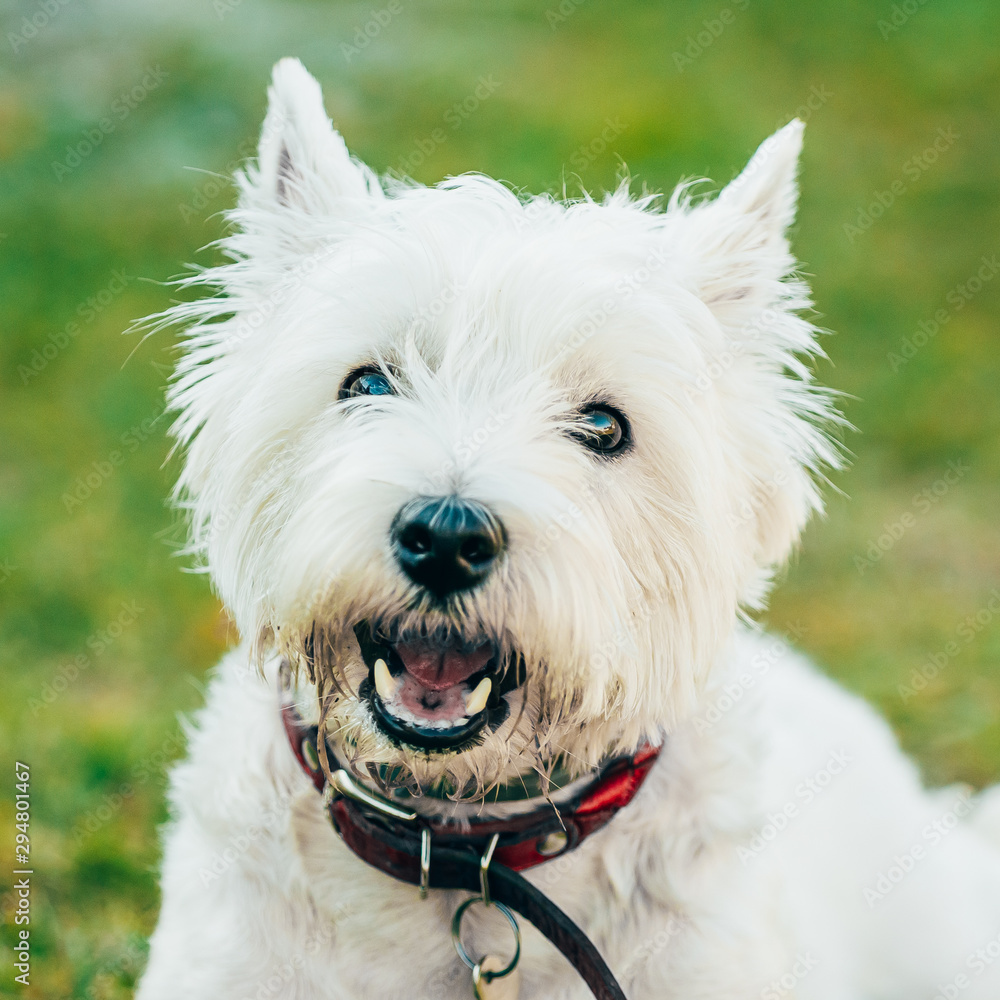Funny West Highland White Terrier - Westie, Westy Dog Portrait