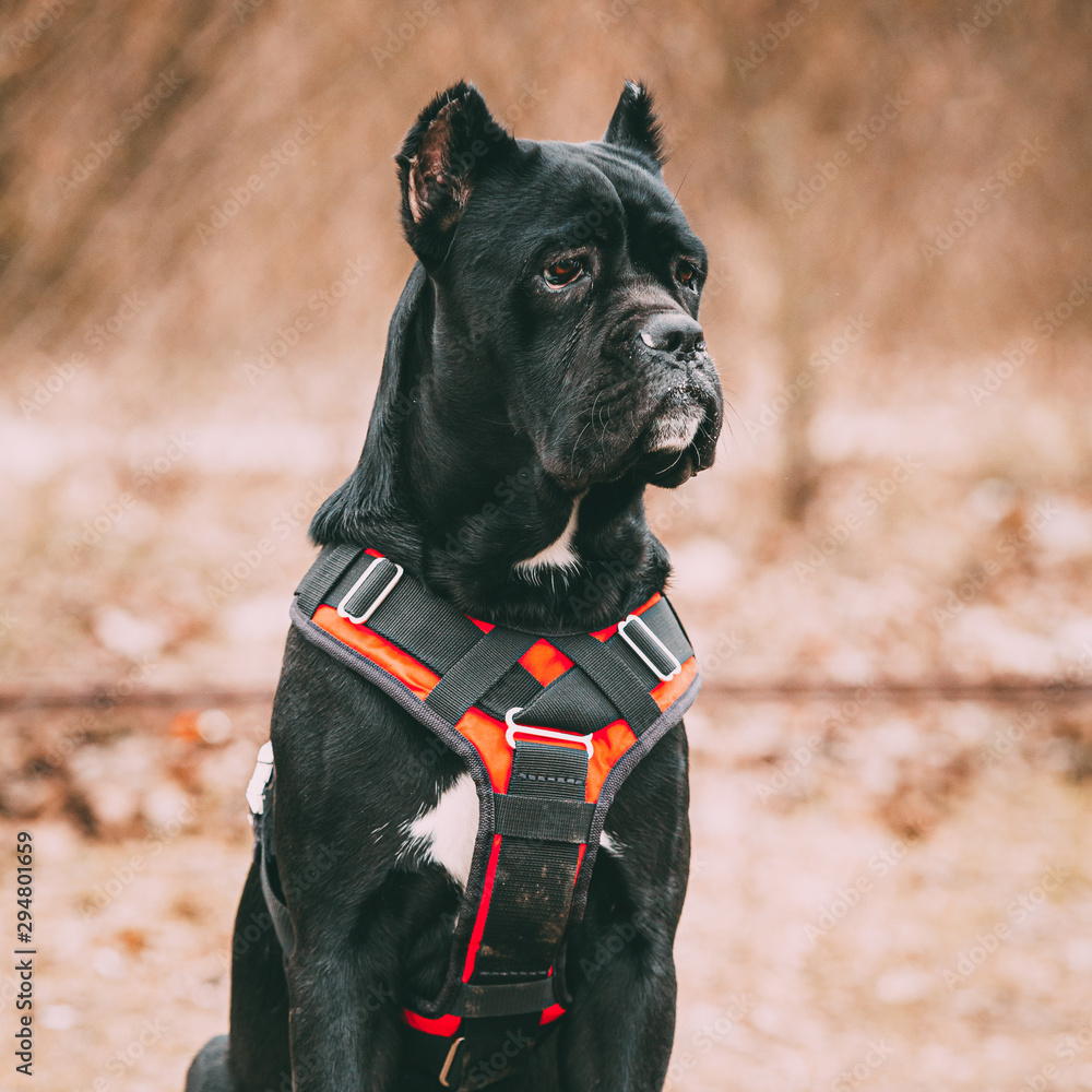 Black Young Cane Corso Puppy Dog Wears In Special Clothes Sitting