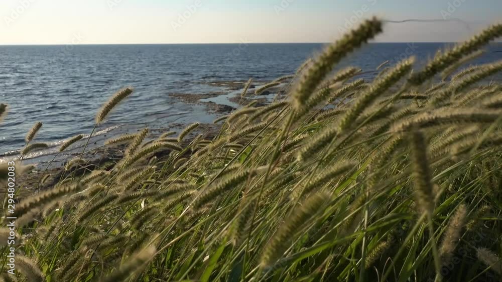 Green wheat field in the wind. Ocean background. Green wheat field in the wind. Ocean background.