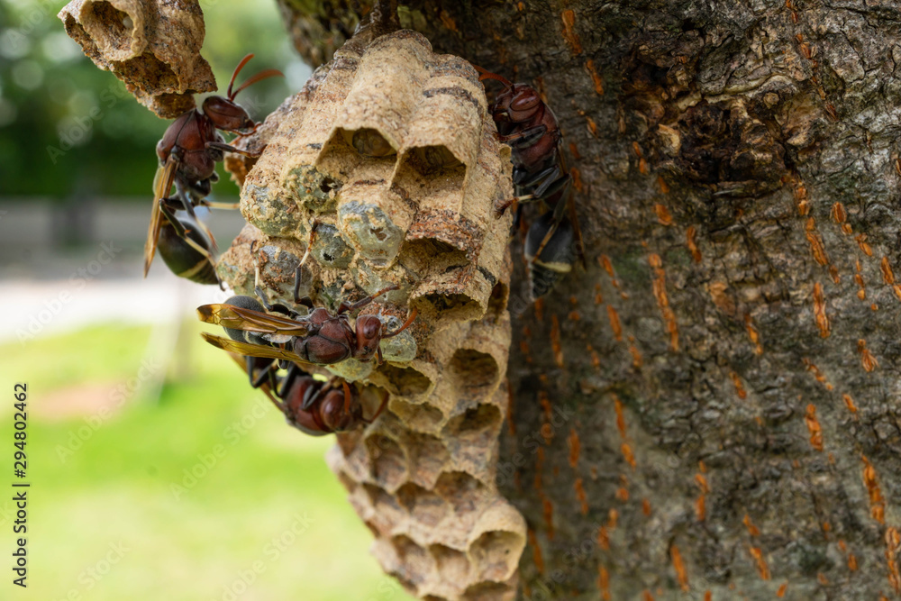Fototapeta premium Wasp nest on the tree