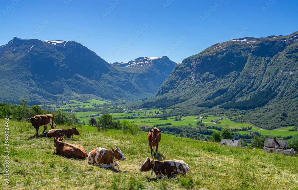 Cows with a view, Breim - Norway