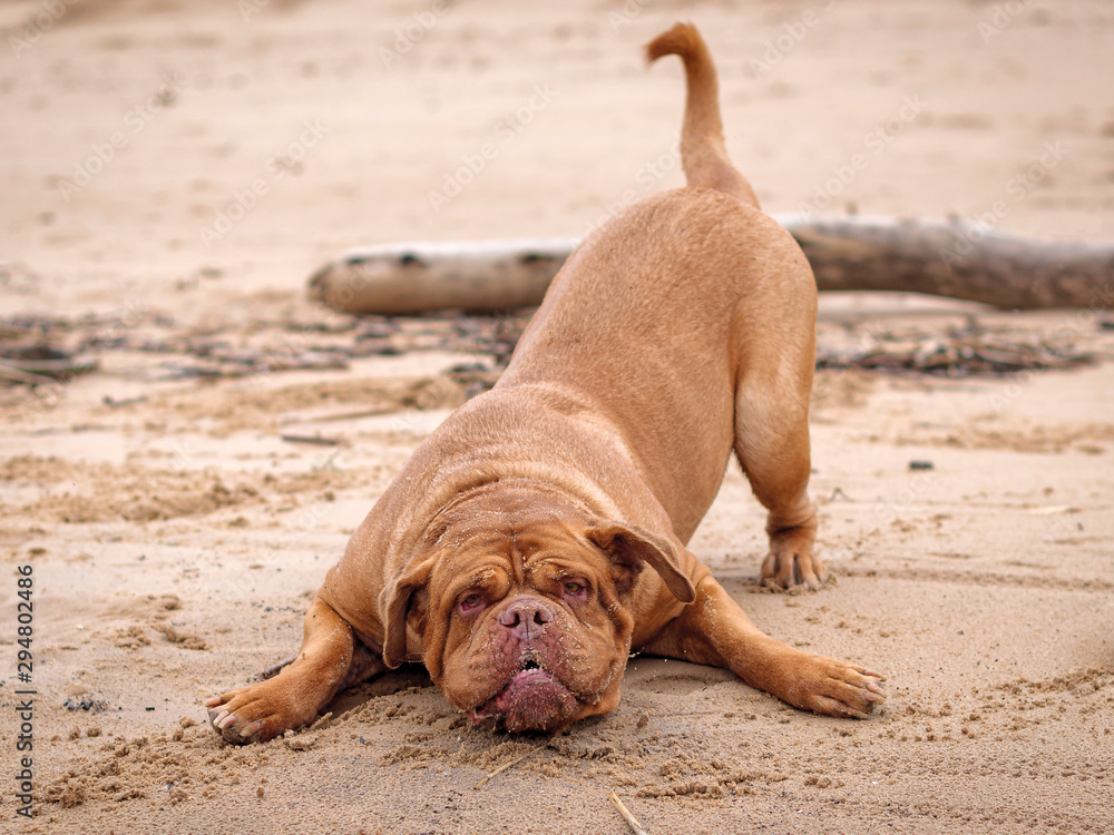 Dog de Bordeaux plays on the sand Dog de Bordeaux plays on the sand