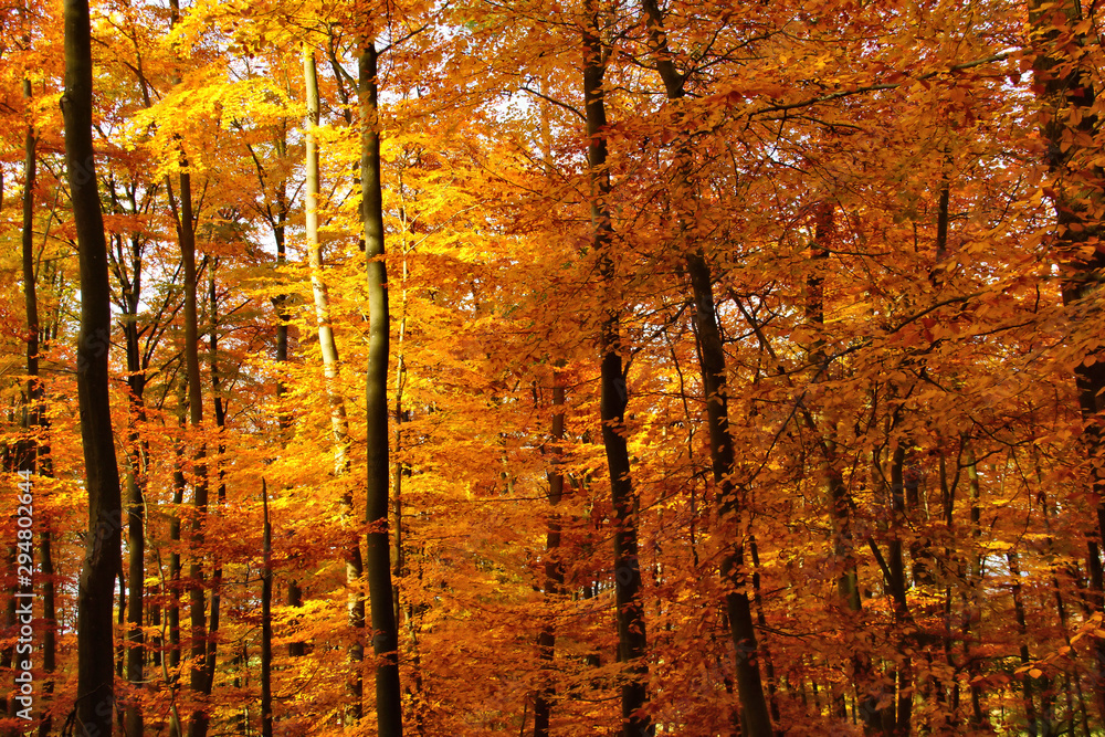 gelber Herbstwald im Sonnenschein bei Enkirch an der Mosel gelber Herbstwald im Sonnenschein bei Enkirch an der Mosel