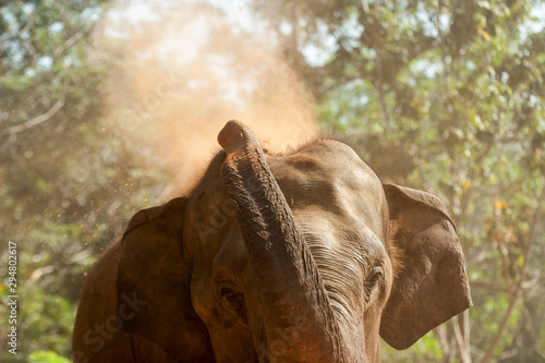 Pinnawala Elephant Orphanage, Sri Lanka photo