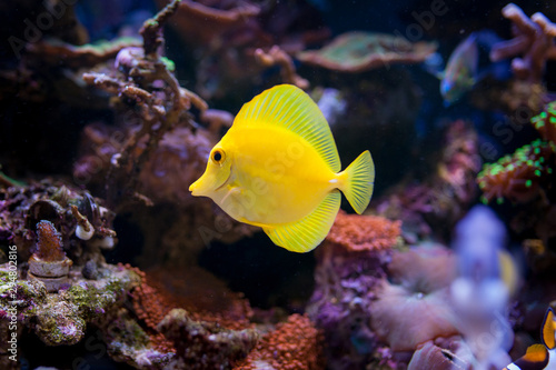 Zebrasoma flavescens in Home Coral reef aquarium. Selective focus. 