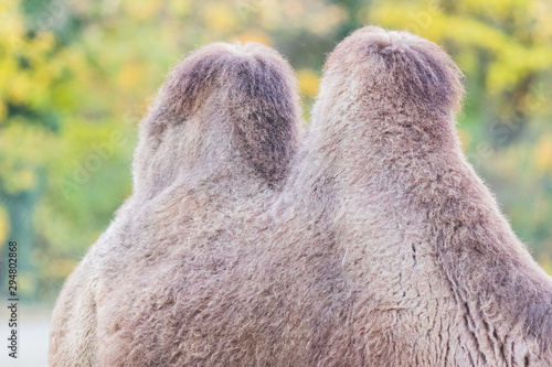 dromedary with his two humps in wild life photo