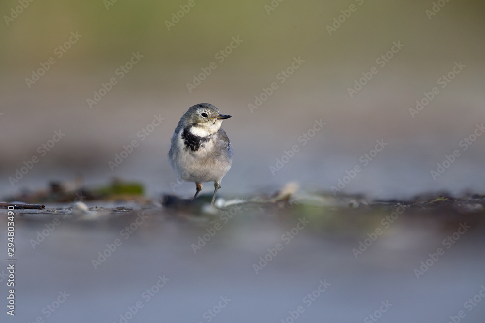 Fototapeta premium A juvenile white wagtai (Motacilla alba) resting and foraging during migration on the beach of Usedom Germany.