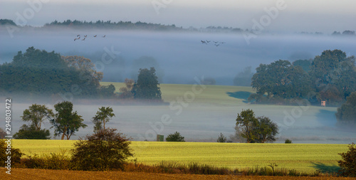 The key of cranes flying in the morning over misty fields and meadows in the autumn scenery