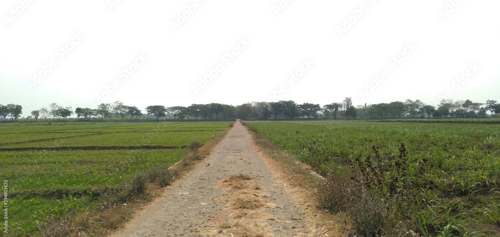 Fototapeta premium rural road in the field