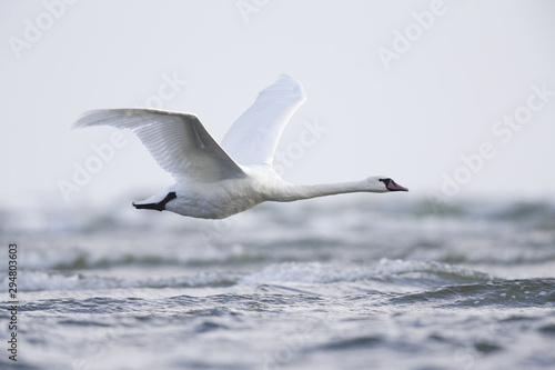 A mute swan flying low above the rough Baltic sea on Usedom Germany
