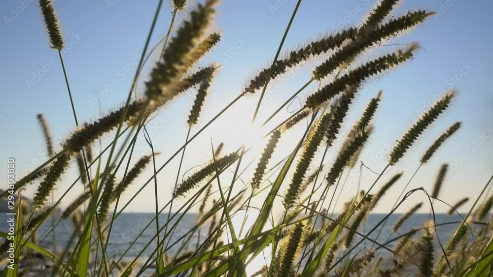 Green wheat field in the wind. Ocean background. Green wheat field in the wind. Ocean background.