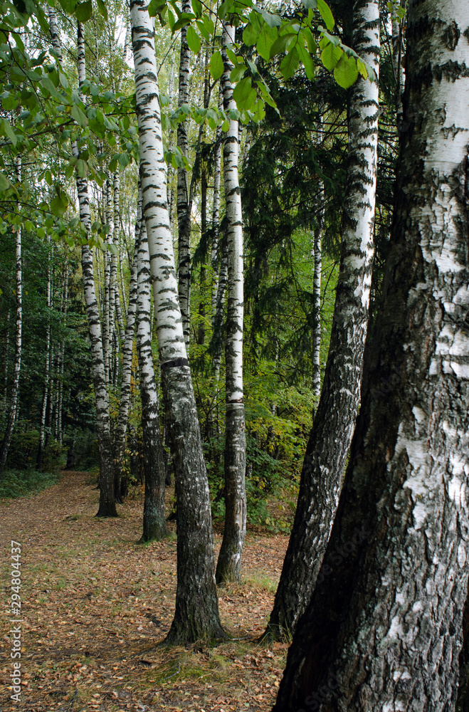 Fototapeta premium Birch alley in the autumn forest