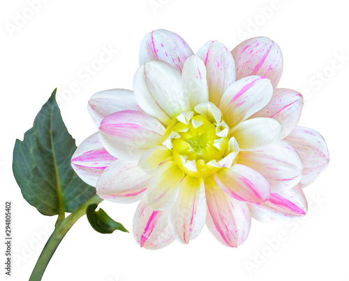 Beautiful Dahlia with plant stem and green leaf isolated on white background  including clipping path. 