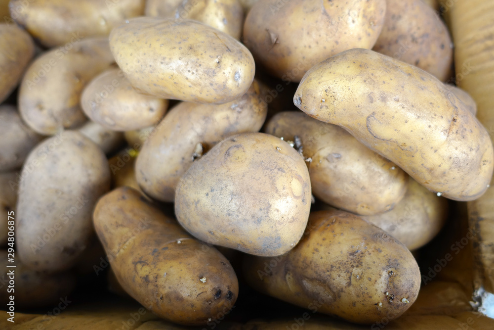 Fresh organic potato stand out among many large background potatos in the market. Heap of potatos root. Fresh organic potato stand out among many large background potatos in the market. Heap of potatos root.