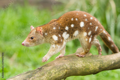 Spotted Quoll photo